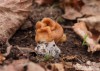 ucháč obrovský (Houby), Gyromitra gigas (Fungi)